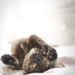 CBD Tiere – Kategoriebild