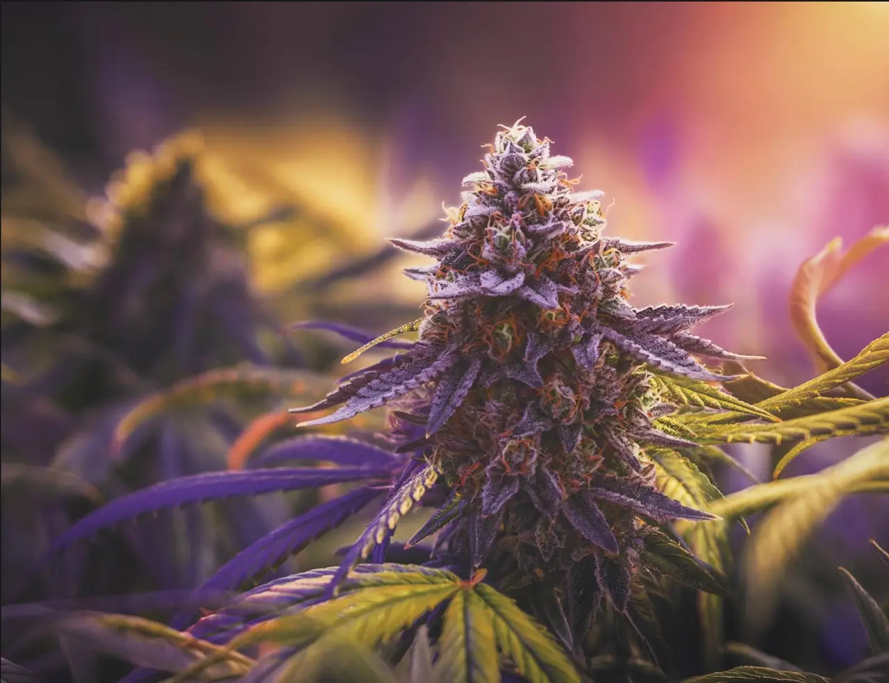 Violette CBD-Blüte an einer Hanfpflanze in Nahaufnahme