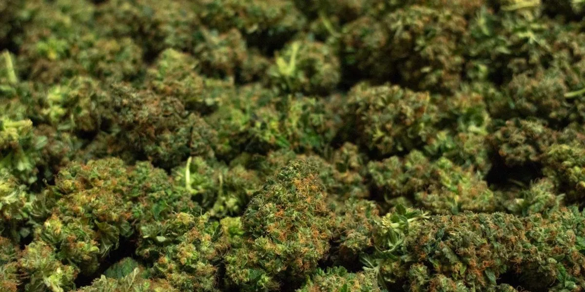 CBD Buds