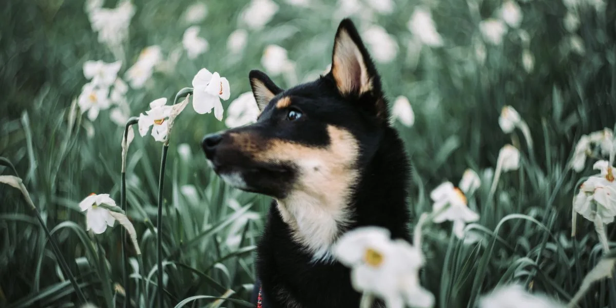 CBD Menschen und Tiere