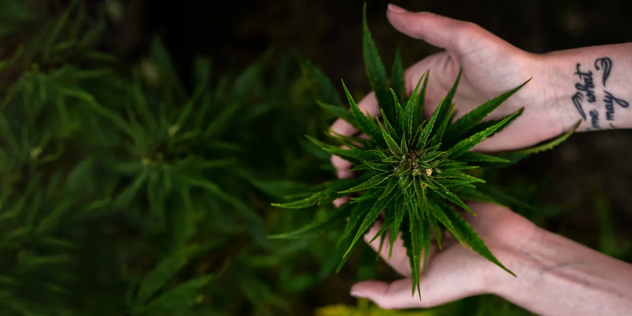 gute CBD Blüten erkennen
