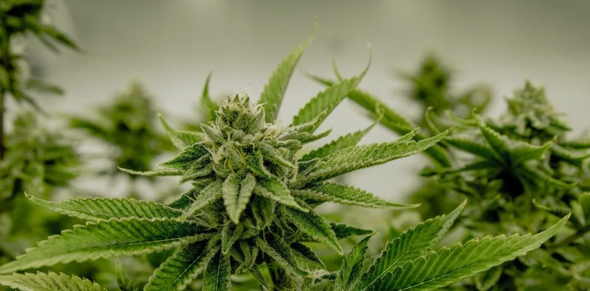 CBD Blüten in Produktion