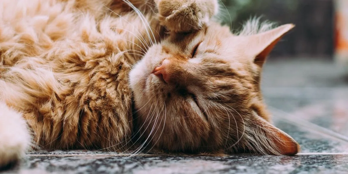 cbd für Katze
