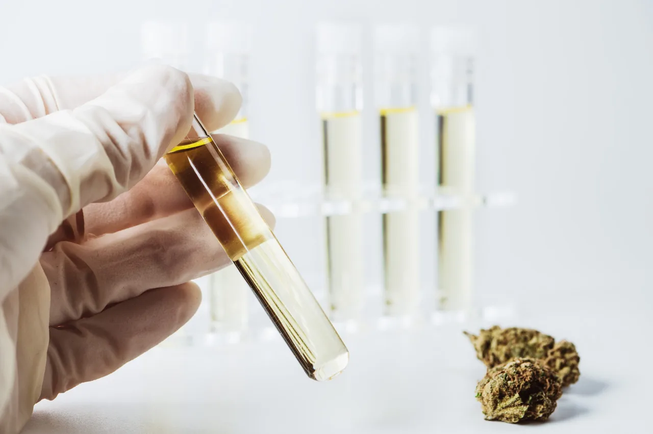 Von der Hanfpflanze zum Produkt: die Herstellung von CBD Öl
