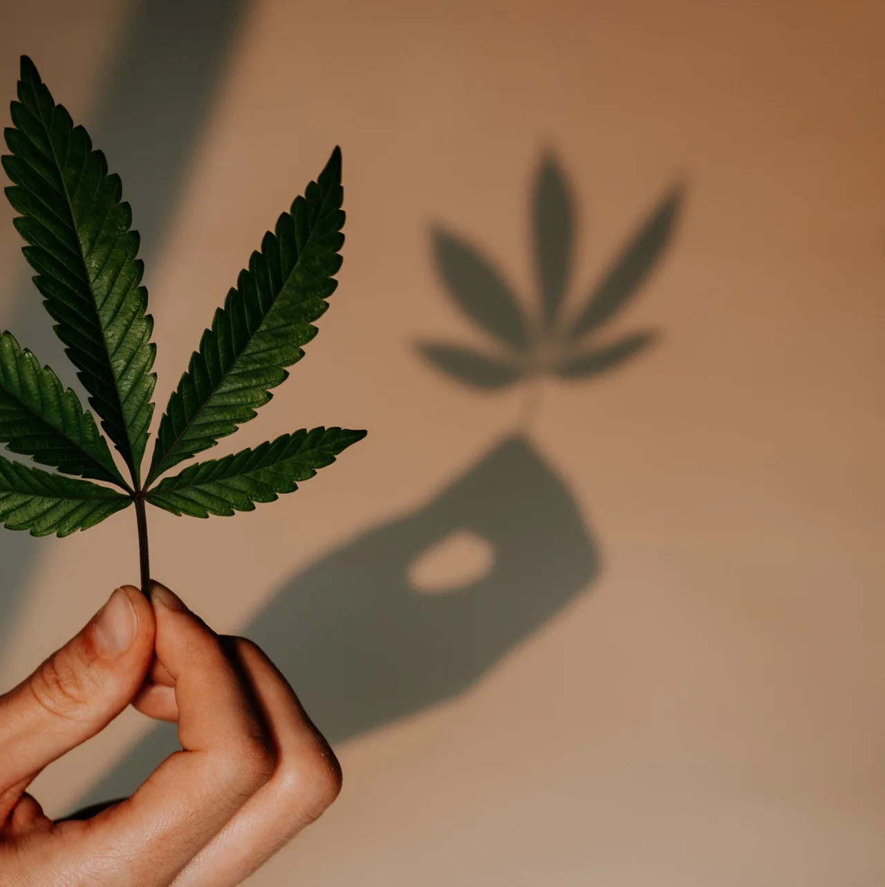 CBD Zäpfchen selber machen