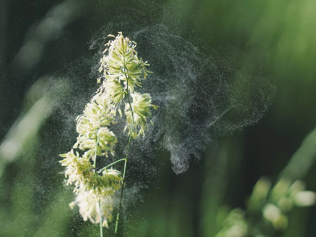 CBD und Pollen