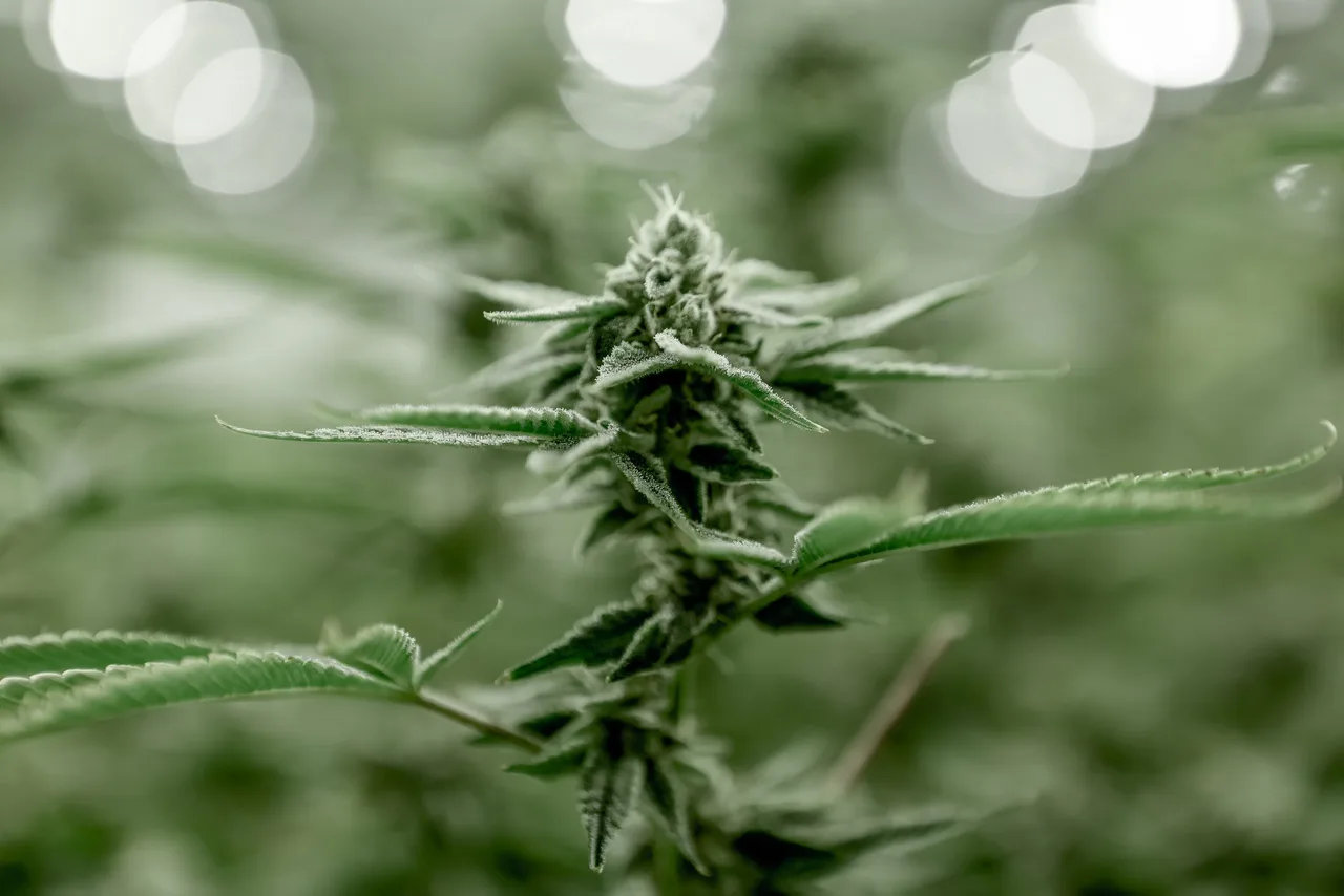 Hanfblüte H4-CBD