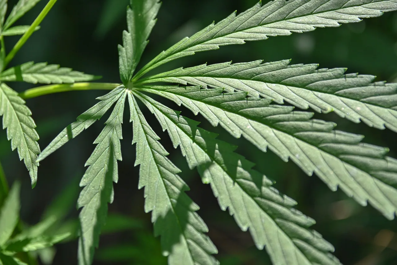 CBD und Geschmack