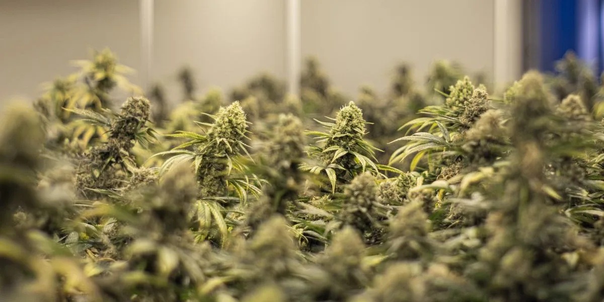 Blüten in der Cannabis Produktion