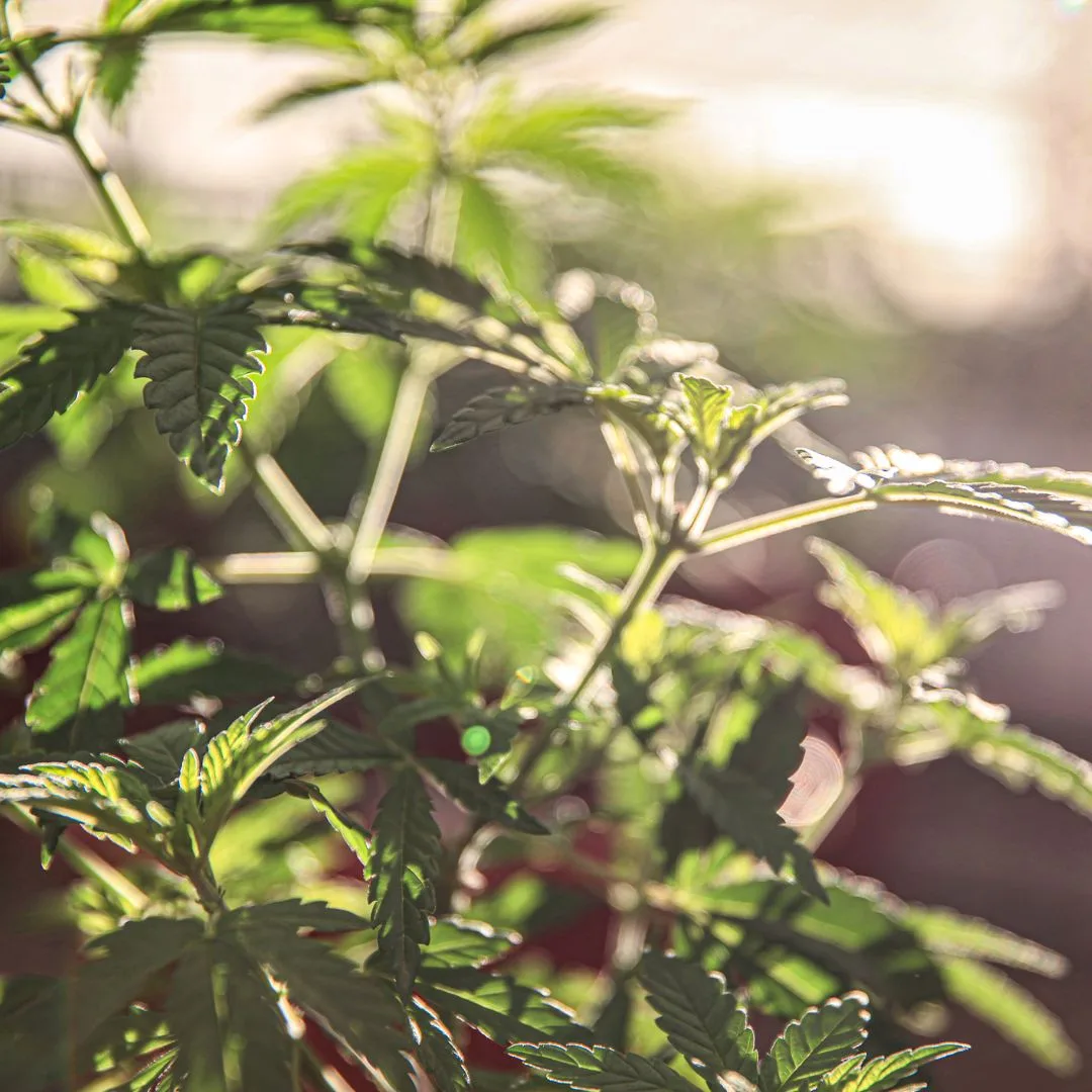 Der ultimative CBD Guide für Anfänger*innen