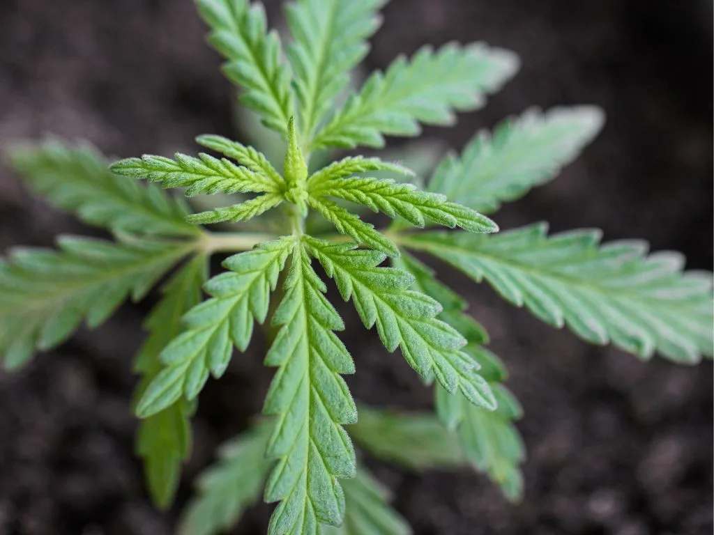 Cannabis-Umfrage: Österreicher*innen wünschen sich freie Verfügbarkeit von CBD