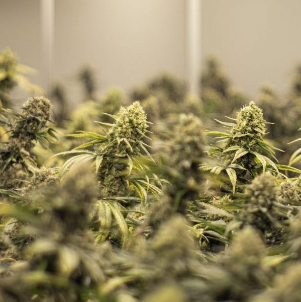 Blüten in der Cannabis Produktion