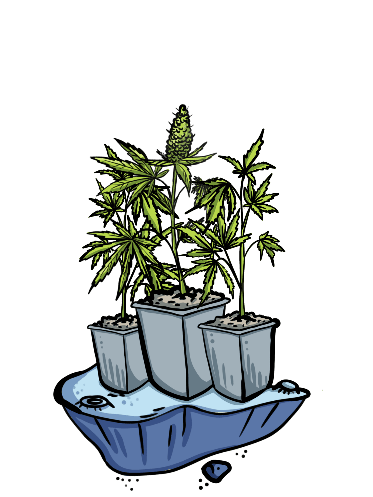 Ausgewachsene Hanfpflanze
